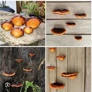 Realistic Mushroom Shelf Set (5) - Resin Cottagecore Wall Decor Whimsical